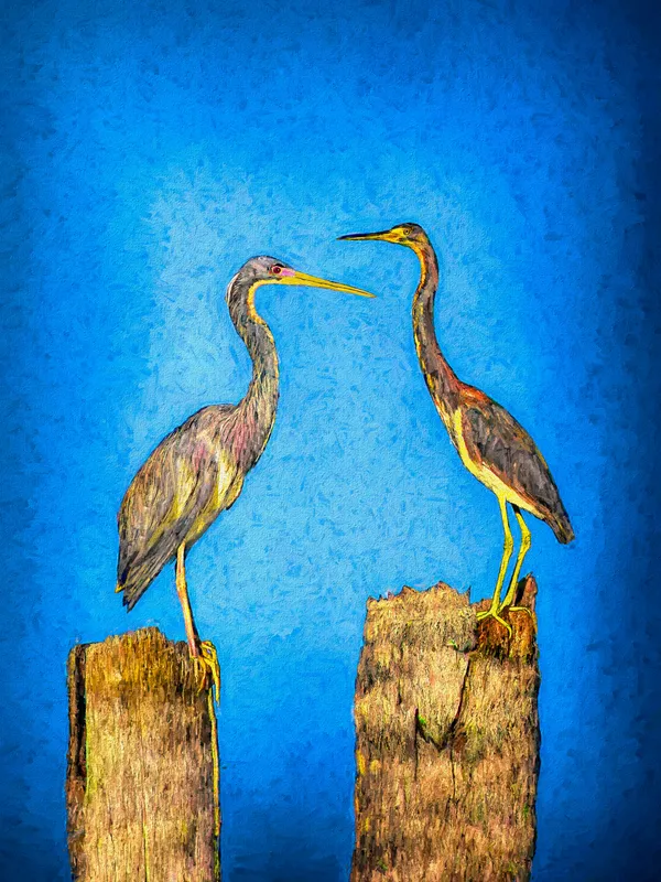 Dos Garzas | Canvas– 18" x 24".