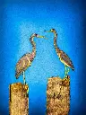 Dos Garzas | Canvas– 18" x 24".